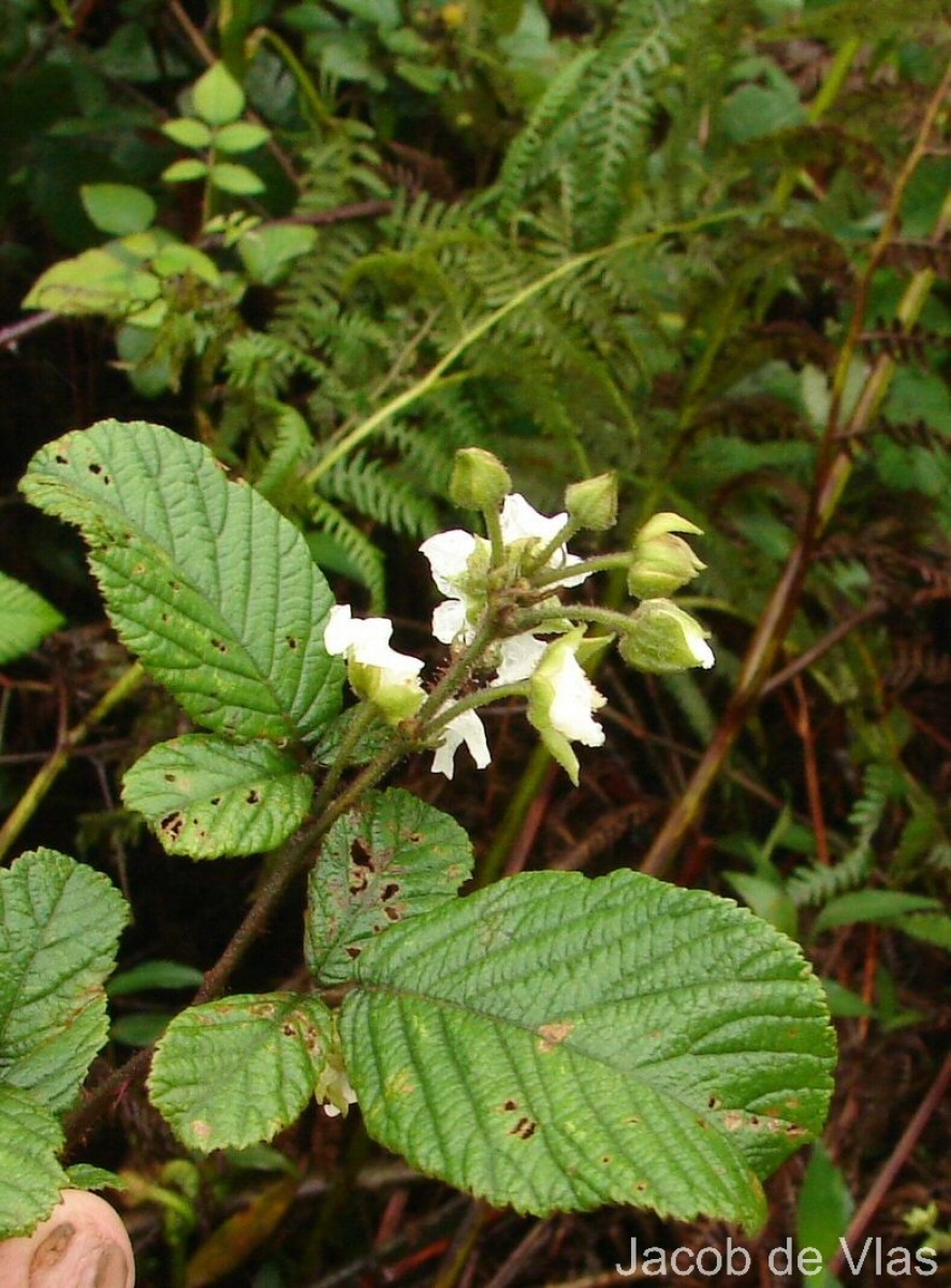 Rubus ellipticus Sm.